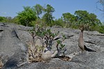 Pachypodium ambongense PV2830 Tsingy de Namoroka GPS249 Mad 2015_1202.jpg